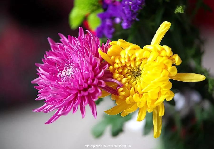 全世界最美菊花,难得见一次,终于找齐了!