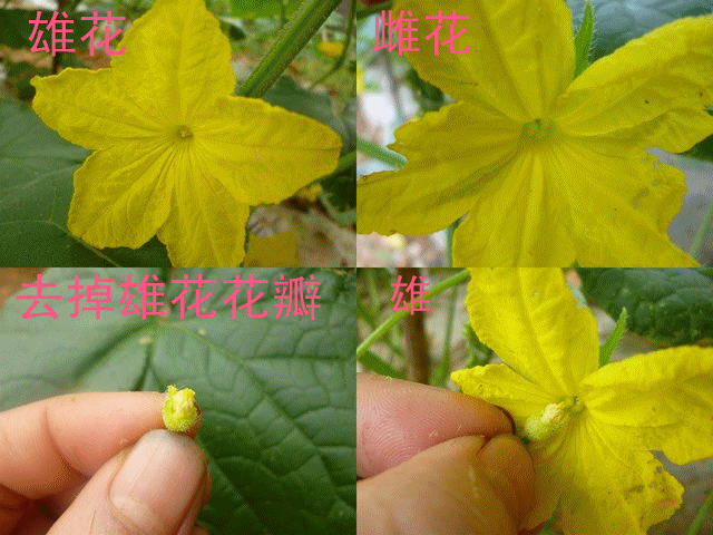 把黄瓜雄花的花瓣去掉只留下雄蕊,用雄蕊涂抹(或者碰触几下)黄瓜雌花