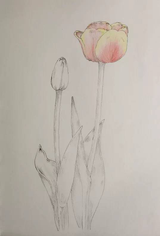 彩铅郁金香,一画一花