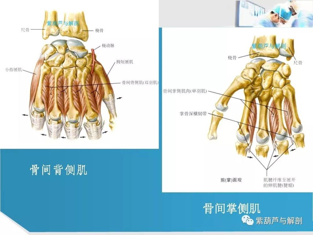 手部肌腱解剖及功能
