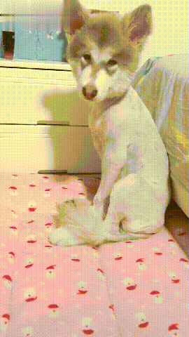 主人把阿拉斯加的毛剃光了,它回家后一脸委屈样:还我貂皮大衣!