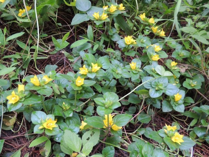 这不起眼的路边"野草",种进花盆漂亮又好养,还是治结石的良药