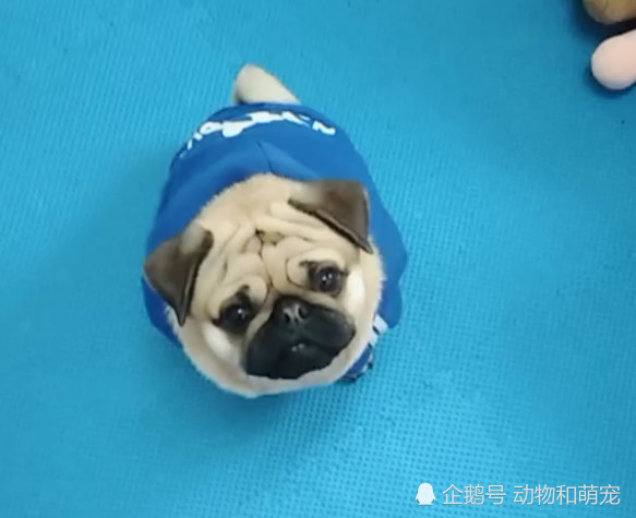 巴哥犬闻了一口主人的脚之后 这演技不服不行 主人有点尴尬 看点快报