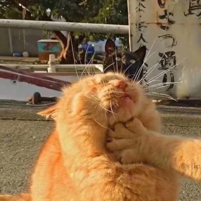 情侣头像,萌系超可爱,沙雕搞怪头像,仓鼠,漫画