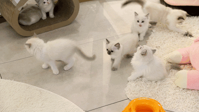 布偶猫:我像仙女,橘猫:我像居,奶牛猫:喵