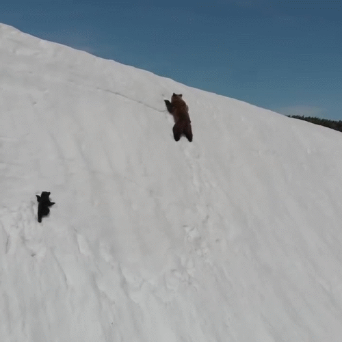 小熊爬峭壁,熊掌一滑掉下去几十米,没想到熊妈妈根本不管它