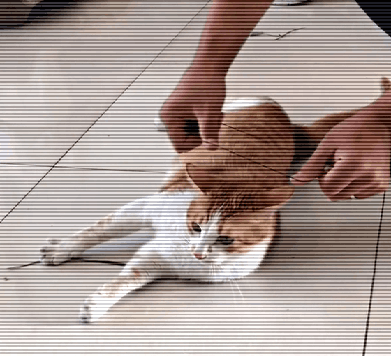 就在那一瞬间,猫咪后退发力瞬间站起,前爪举起来试图扒拉脑袋,想救