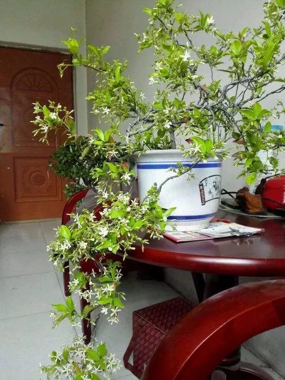 19种室内开花的植物,散射光就能养!