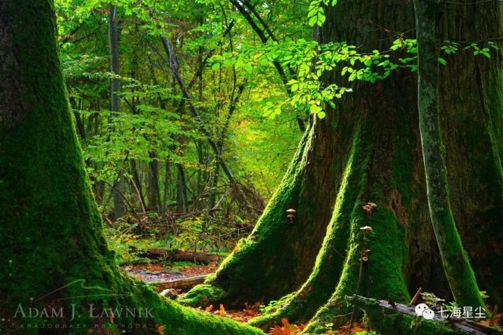 nature reserve,是欧洲最大,最古老的原始森林保护区,足有8