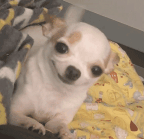 壁纸 动物 狗 狗狗 289_280 gif 动态图 动图