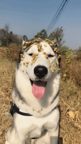 二哈到草丛里玩耍,弄了一脸苍耳,二哈表情亮了