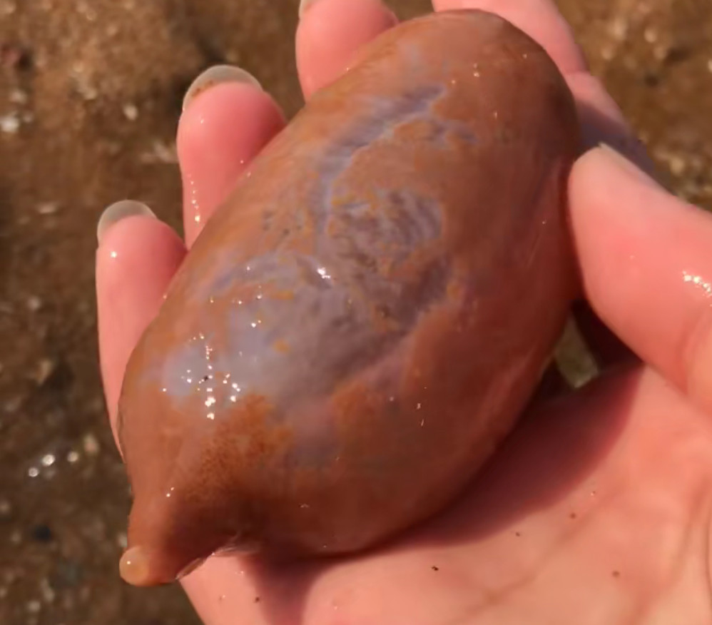 海肠,海老鼠,海洋生物,海滩,赶海