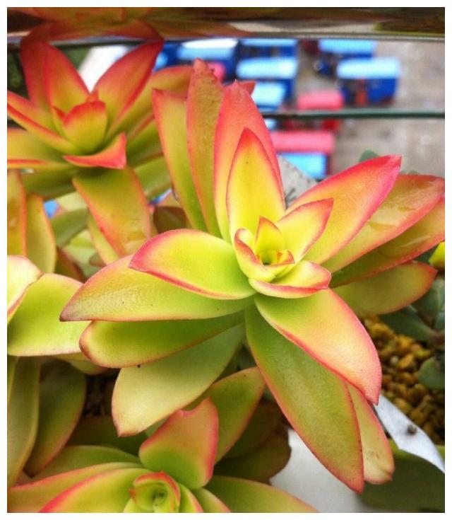 这种多肉植物 火祭的颜色最美 就想火焰一样美丽 看点快报