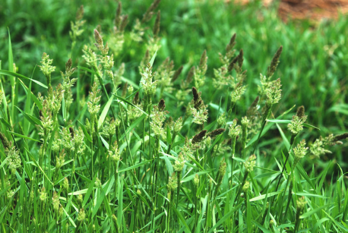 它的名字很奇怪叫棒头草,是农民心中的害草,但对关节疼痛有奇效