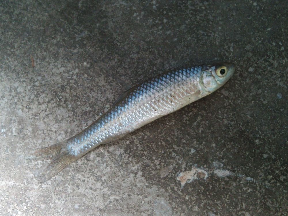 麦穗鱼,鱼饵,捕鱼,钓鱼,小河里
