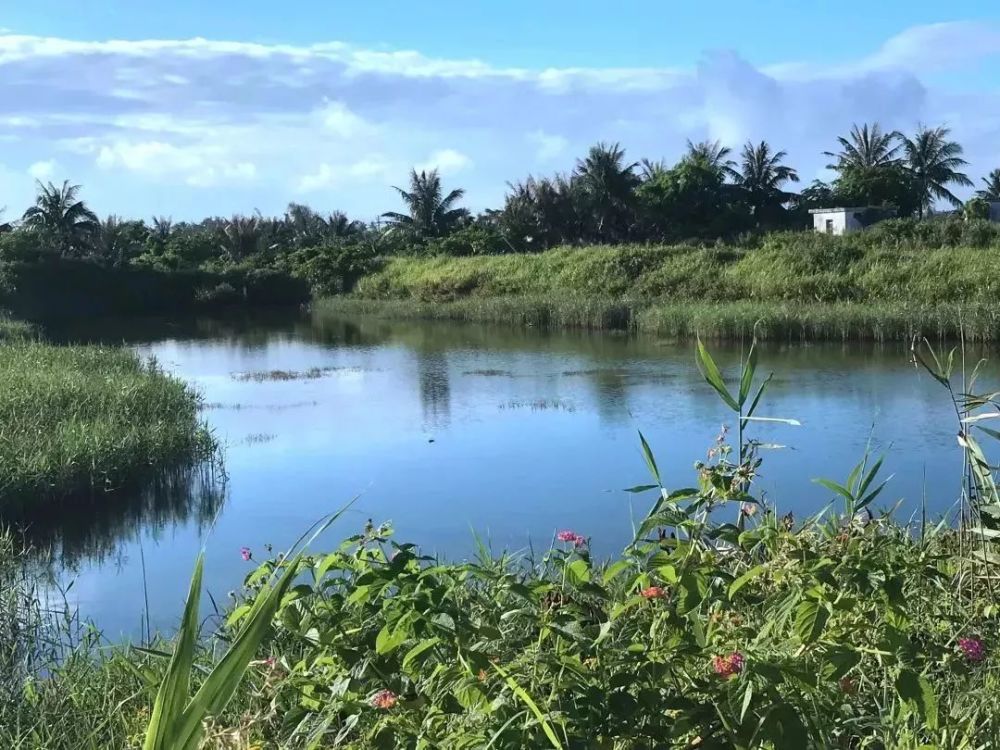 海口三江红树林省级湿地公园