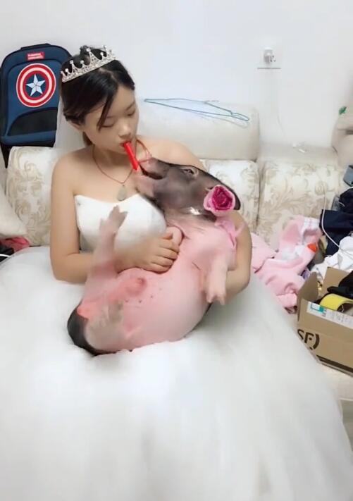 新娘,宠物猪,哺乳,美女,奇葩