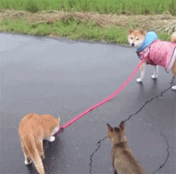 偶遇一只遛狗的喵,只是好像不是很顺利