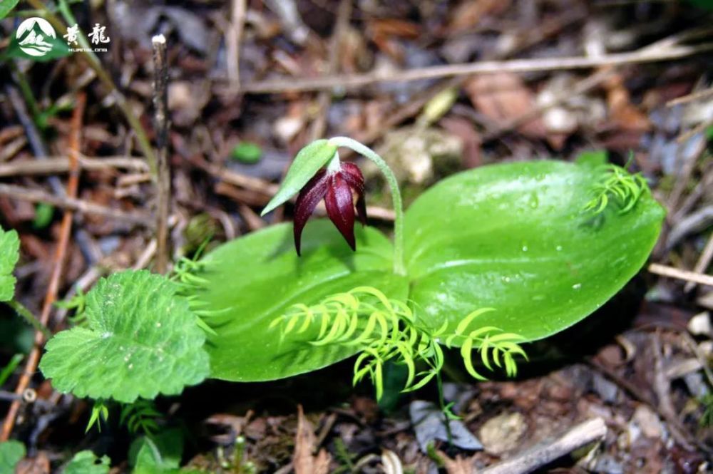 四川极小种群野生植物