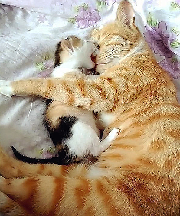 喵宝宝睡觉不老实,咬橘猫麻麻的鼻子不说,还捣乱:母爱