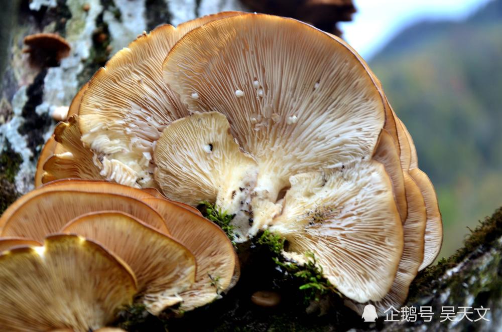 真幸运 在一干核桃树桩上发现这么多野蘑菇 谁知道能吃吗