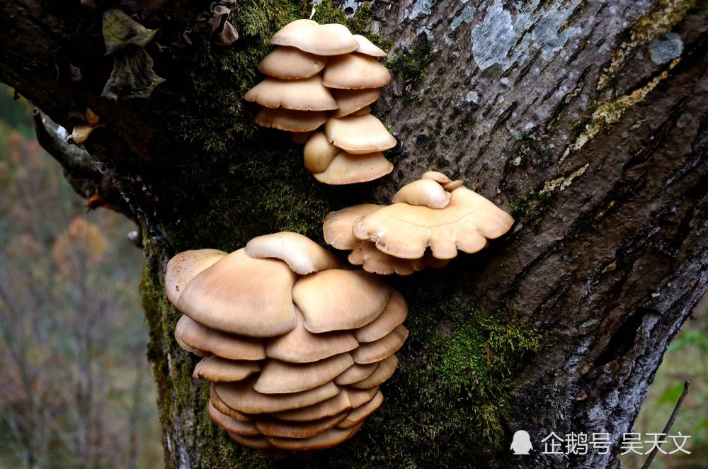 真幸运 在一干核桃树桩上发现这么多野蘑菇 谁知道能吃吗
