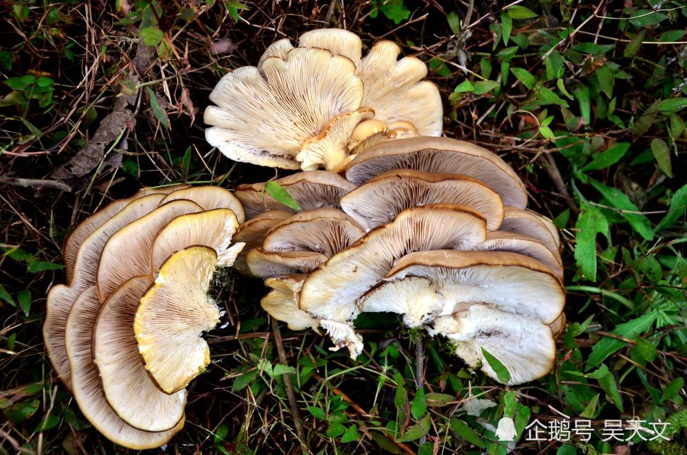 真幸运 在一干核桃树桩上发现这么多野蘑菇 谁知道能吃吗