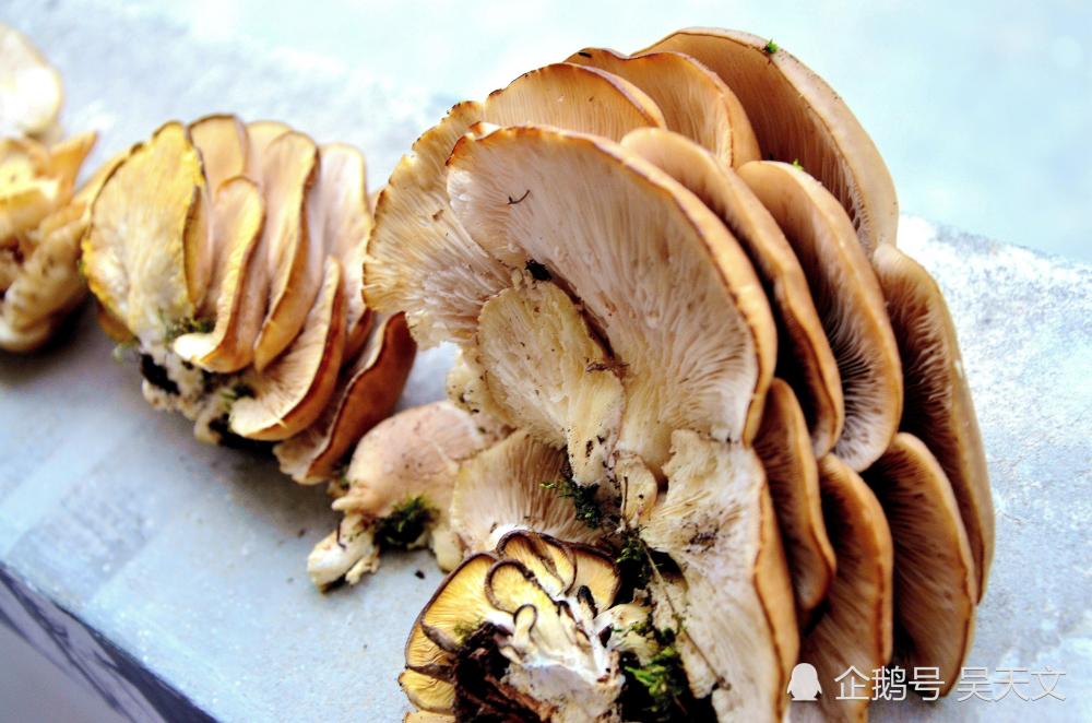 真幸运 在一干核桃树桩上发现这么多野蘑菇 谁知道能吃吗