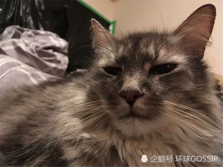 10年乖巧 猫闺女 突然get到 顺手牵羊 技能 苦了铲屎官 看点快报