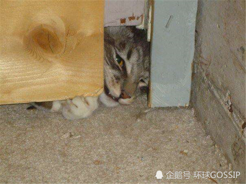 10年乖巧 猫闺女 突然get到 顺手牵羊 技能 苦了铲屎官 看点快报