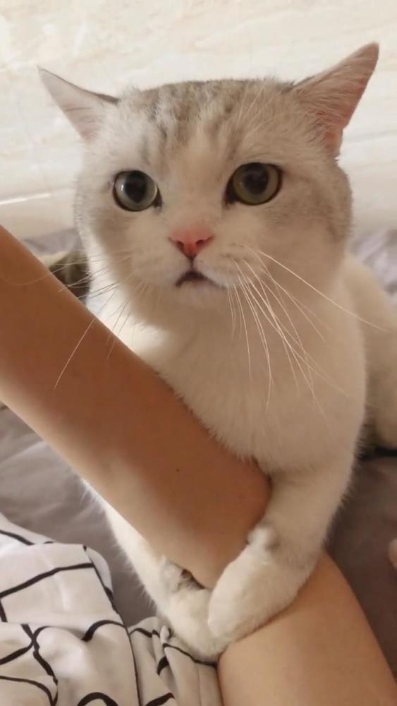 主人不肯起床,小猫咪抱着主人胳膊,搞笑一幕