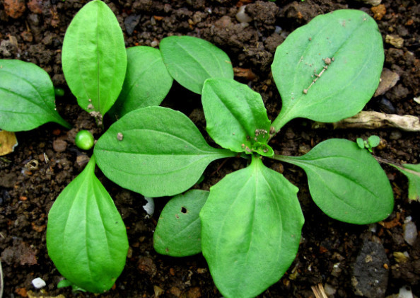 名为平车前的野草,被不懂的人随手抛弃,却不