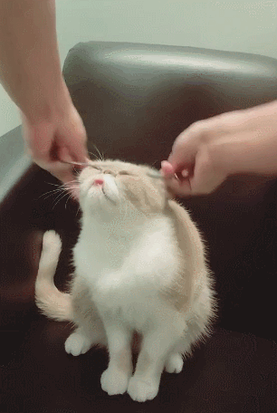 小猫戴上发圈金箍,摆出一副臭脸,丑萌出新境界