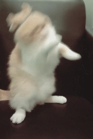 小猫戴上发圈金箍,摆出一副臭脸,丑萌出新境界