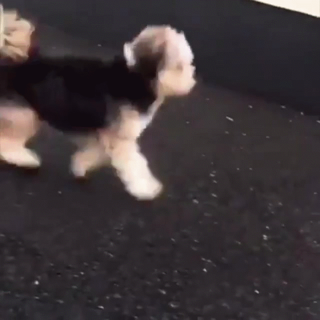小狗走路像跳舞,以为它在故意卖萌,了解真相以后人们