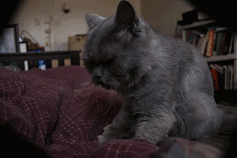 壁纸 动物 狗 狗狗 猫 猫咪 小猫 桌面 480_320 gif 动态图 动图