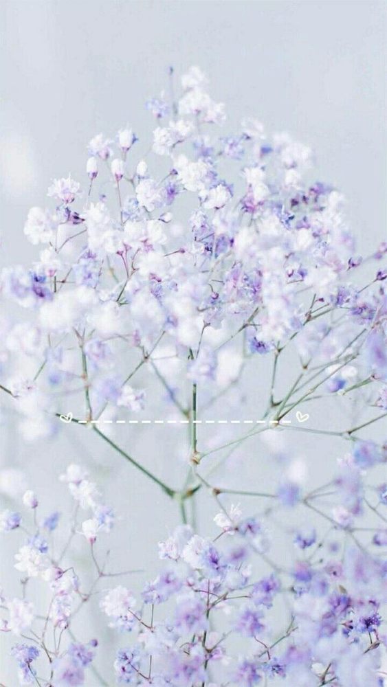 满天星,花束,壁纸,时尚,清新浪漫文艺