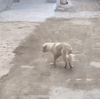 村里唯一去过夜店的狗,会跳舞,但真实原因让人心疼