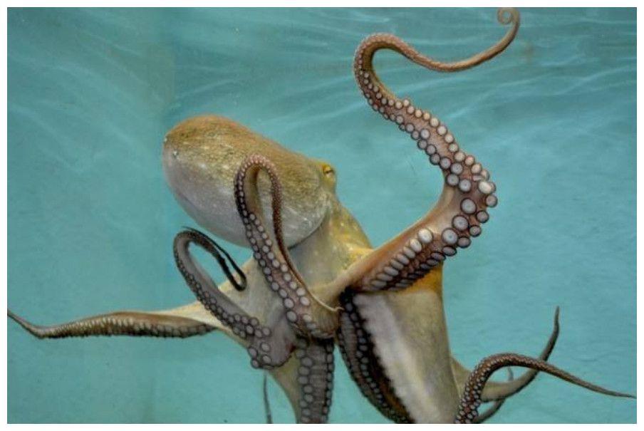 章鱼的智商到底有多高?大脑遍布全身,每一根触角都能独立思考