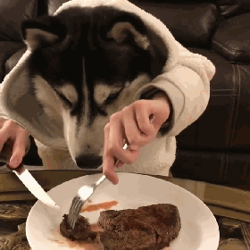 二哈:去它汪的优雅,先吃完再说这画面,居然把我看饿了没想到二哈也