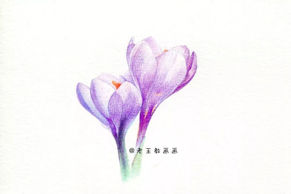 今天教大家画两朵美丽的藏红花,紫色的藏红花,主要用冷紫色彩铅作画