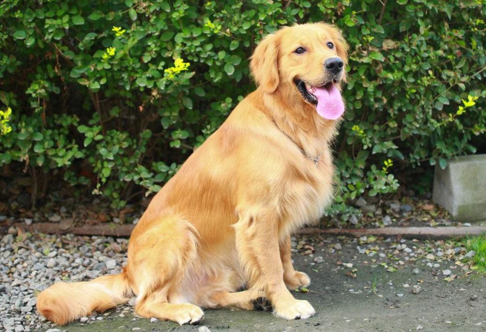 为什么那么多人爱养大型犬 主人 喜欢还需要其他理由吗 看点快报