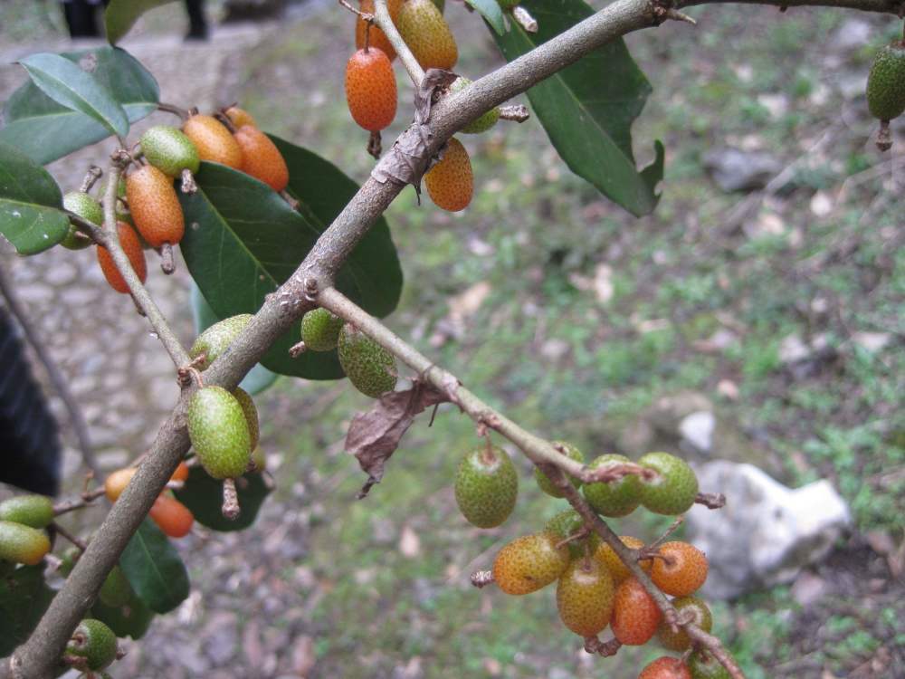 野果,羊奶,农村娃,果酱,果实