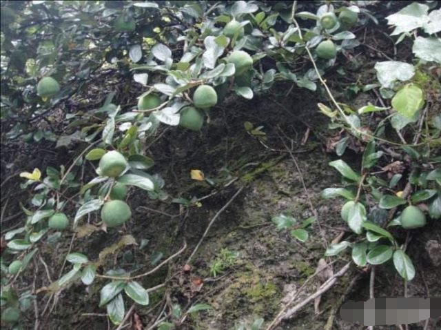 藤蔓植物,喜欢攀高,果实的籽可以用来搓凉粉,我们那里的辟荔和台湾的