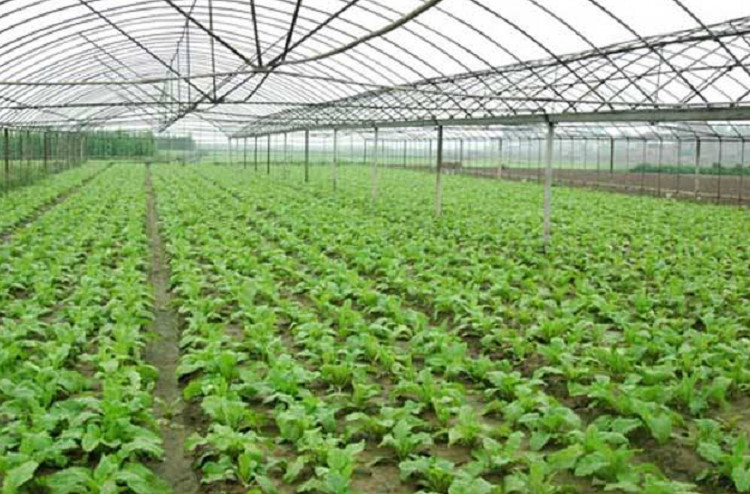 菜农告诉我:这4种大棚菜他们都不吃,大多都是