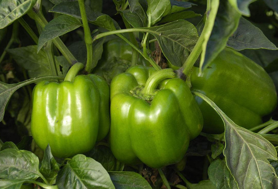 菜农告诉我:这4种大棚菜他们都不吃,大多都是