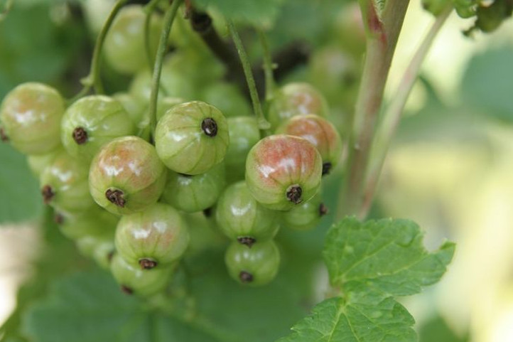 荒野维生食物之野菜系列——山麻子