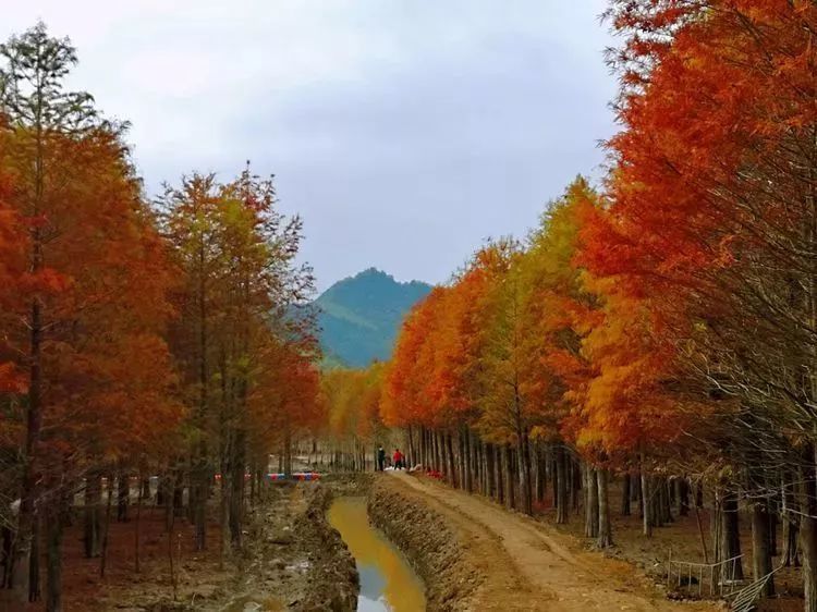 初冬里的秋色,皖南川藏线上绝美红杉林,色彩斑斓美如油画
