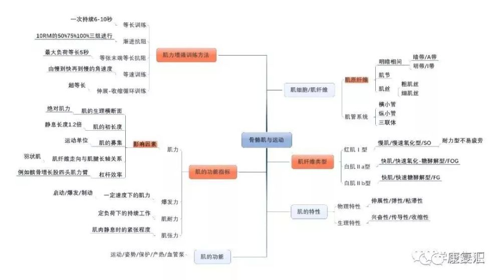 19.骨骼肌与运动