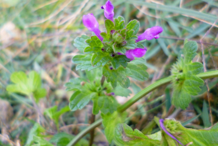 农村这种野草,号称"植物黄金",价值极其珍贵,你家有吗